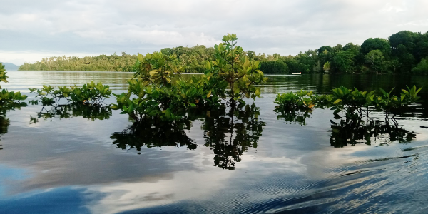 Protecting Coastlines Through Mangrove Replanting – Solomon Star News