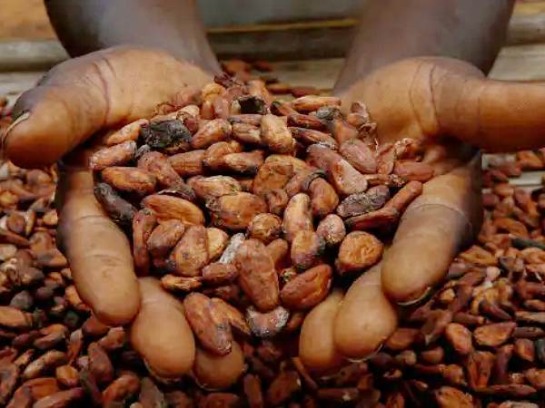 Hike in cocoa price delights local farmers