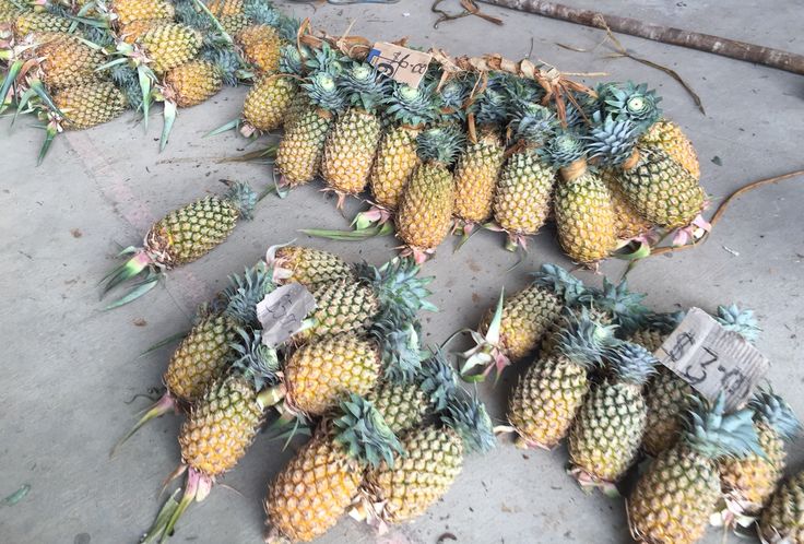 Pineapple export to Australia